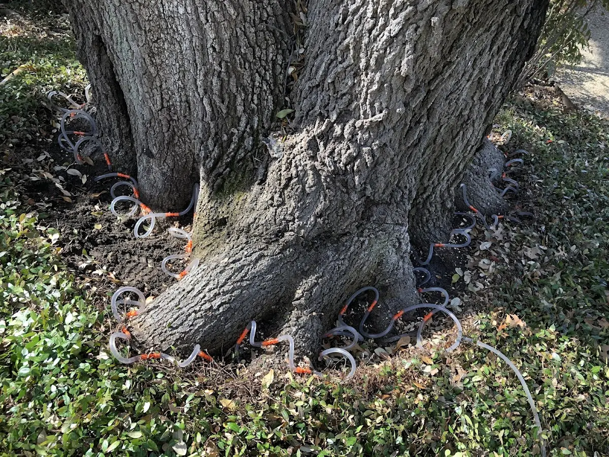 Detailed Tree Cabling and Bracing job site in Mayport