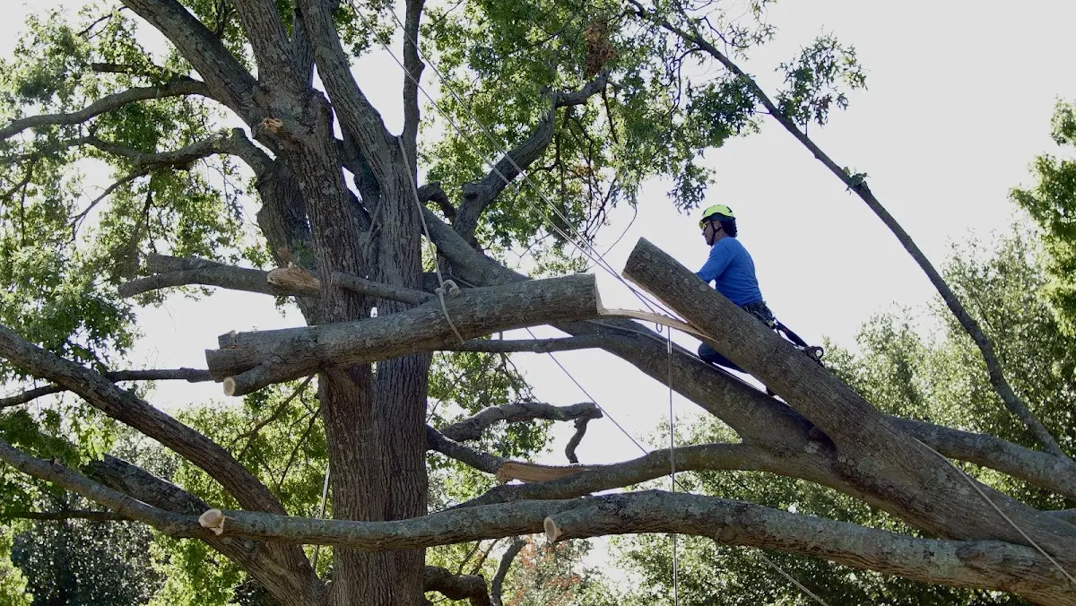 Professional Crown Thinning performed by certified arborists in Mayport