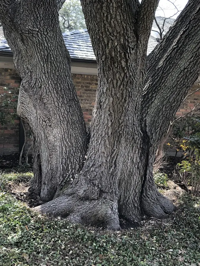 Mature heritage tree close to a Mayport property cared for by certified arborists