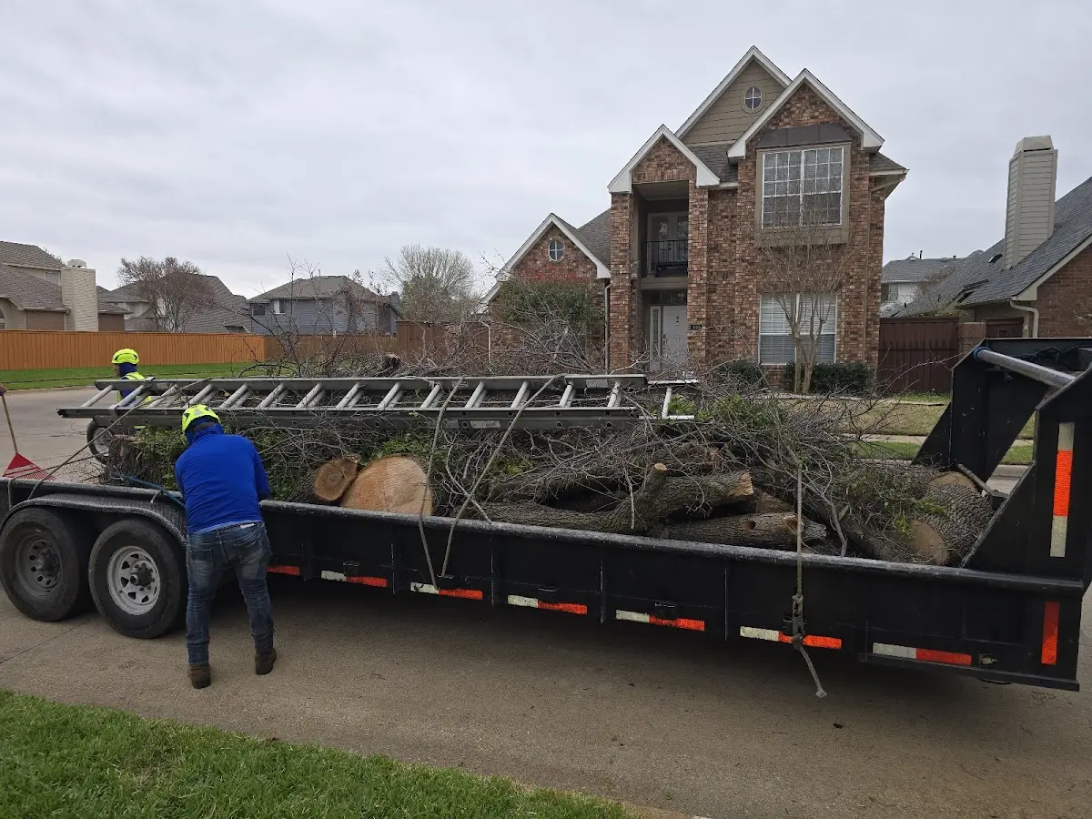 Expert Tree Pest Control with proper safety equipment in Mayport